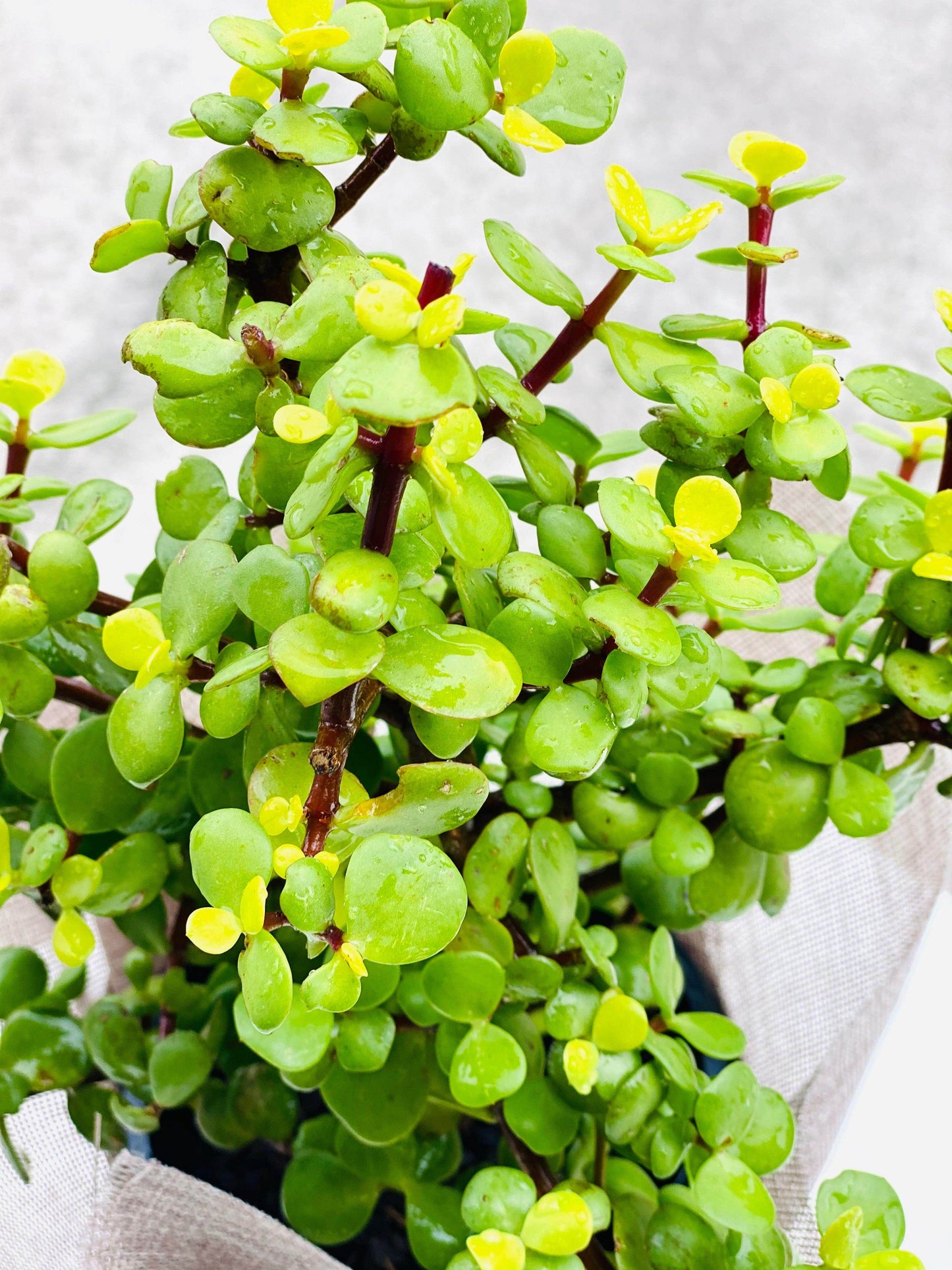 
                  
                    Portulacaria afra shot by The Little Market Bunch in Melbourne.
                  
                