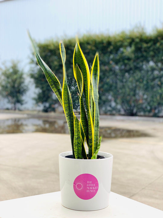 
                  
                    Sansevieria shot by The Little Market Bunch in Melbourne.
                  
                