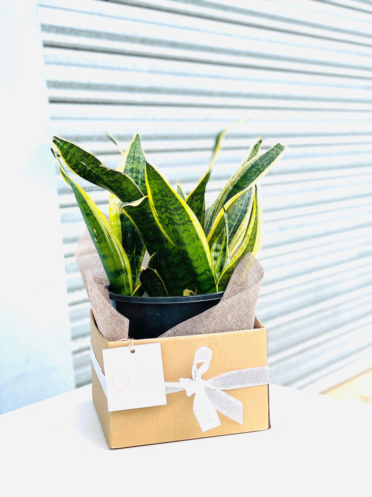 
                  
                    Sansevieria shot by The Little Market Bunch in Melbourne.
                  
                