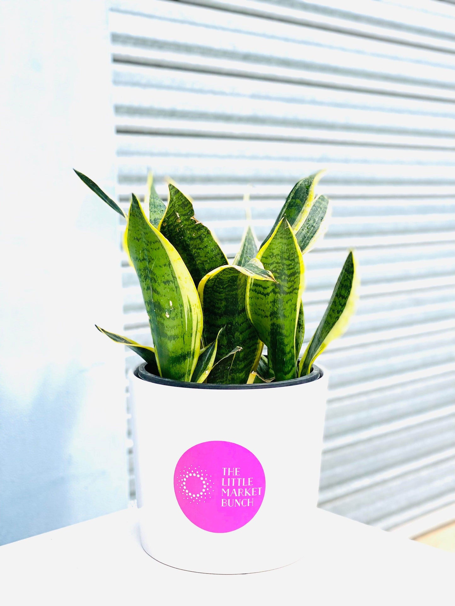 
                  
                    Sansevieria shot by The Little Market Bunch in Melbourne.
                  
                