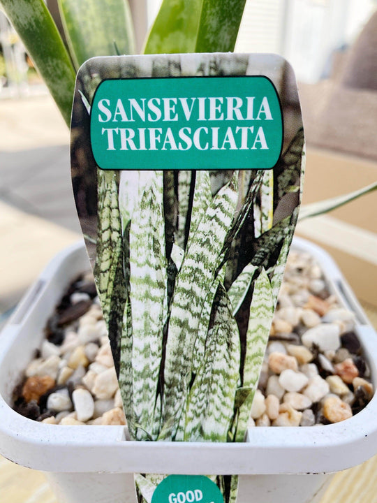 
                  
                    Sansevieria shot by The Little Market Bunch in Melbourne.
                  
                