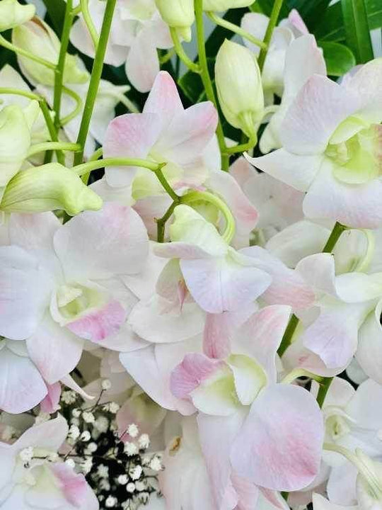 
                  
                    Singapore Orchid Box shot by The Little Market Bunch in Melbourne.
                  
                