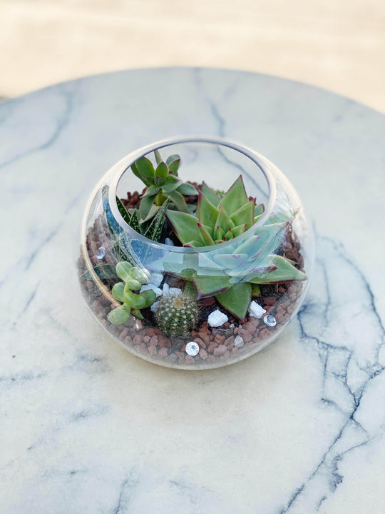 
                  
                    Succulent Glass Bowli shot by The Little Market Bunch in Melbourne.
                  
                