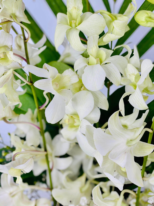 
                  
                    White Orchid Box shot by The Little Market Bunch in Melbourne.
                  
                