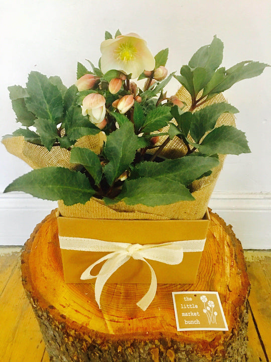 
                  
                    Winter beauty with 19CM box shot by The Little Market Bunch in Melbourne.
                  
                