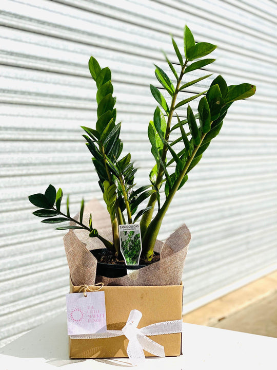 Zanzibar gem with 17CM box shot by The Little Market Bunch in Melbourne.