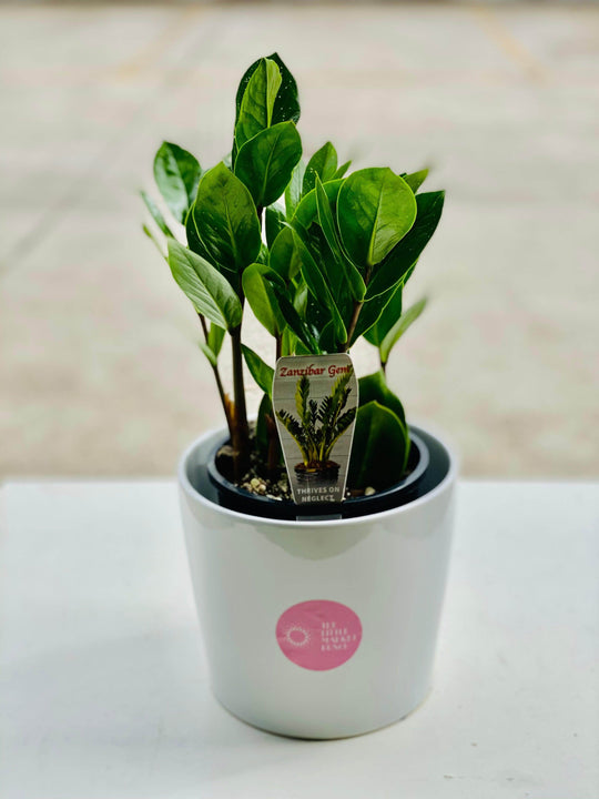 Zanzibar gem with 17CM box shot by The Little Market Bunch in Melbourne.