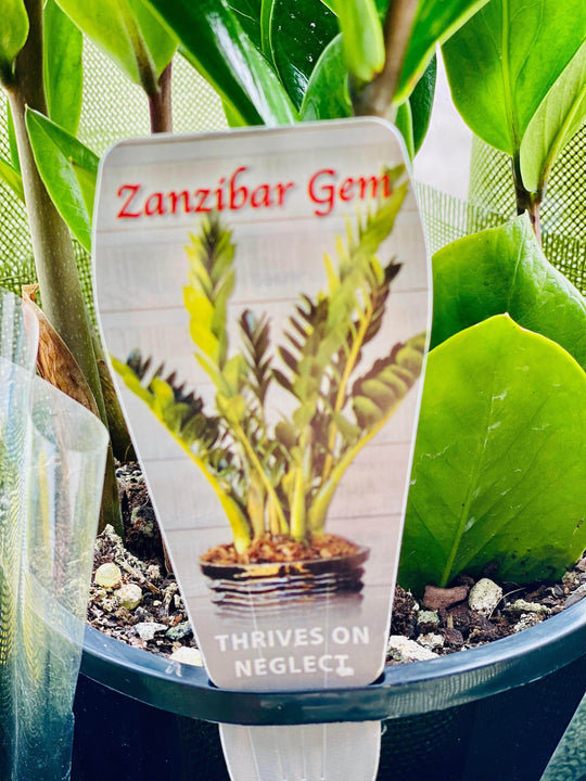 
                  
                    Zanzibar gem with 17CM box shot by The Little Market Bunch in Melbourne.
                  
                